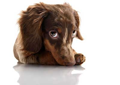 cute dachshund